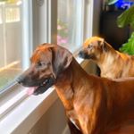 Profile Picture of Oliver & Barry the Ridgebacks (@oliverb_barryp) on Instagram