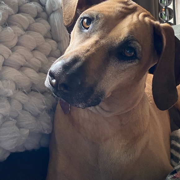 Profile Picture of Beth Olson (@bethols08) on Poshmark