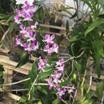 Profile Picture of Ada Pabon (@ada.pabon.7) on Instagram