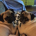 Profile Picture of Frank & Bean (@frank_and_bean_pugs) on Instagram