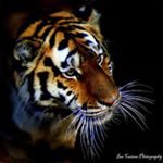 Profile Picture of RANDY KLING (@randykling1867) on Instagram