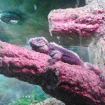 Profile Picture of Austin Hamlin (@austintoofresh12) on Instagram