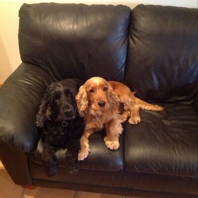 Profile Picture of Ian McGregor (@mcgregs24) on Twitter