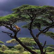 Profile Picture of Ahmed Mire A (@ahmedmirea8924) on Youtube