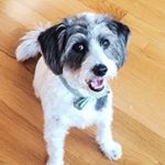 Profile Picture of Douglas The Poogle (@2cute2chew) on Instagram