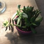 Profile Picture of Rasheedah Shabazz (@livingshabazzful) on Instagram