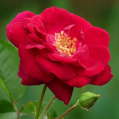 Profile Picture of Catherine Paschal (@catherinepascha) on Twitter