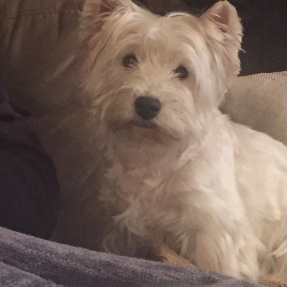 Caprice Chappas - Poshmark Profile Picture of Caprice Chappas (@cmchappas) on Poshmark