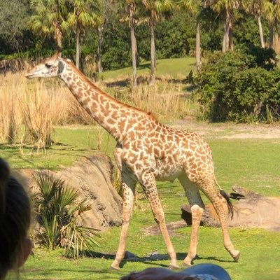 Profile Picture of Misty Wiggins (@mwiggins2) on Twitter