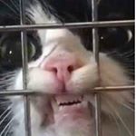 Profile Picture of Katherine Cromwell (@sloeginizzy) on Instagram