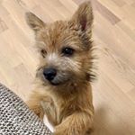 Profile Picture of Dr. Jekyll (@dr.jekyll_the_norwich) on Instagram