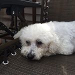Profile Picture of Susan Charette (@susee_charette) on Instagram