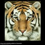 Adele Nugent (nugget) - Instagram Profile Picture of Adele Nugent (nugget) (@animalslife123) on Instagram