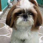 Nutellinha Chaul - Instagram Profile Picture of Nutellinha Chaul (@nutellinhachaul) on Instagram