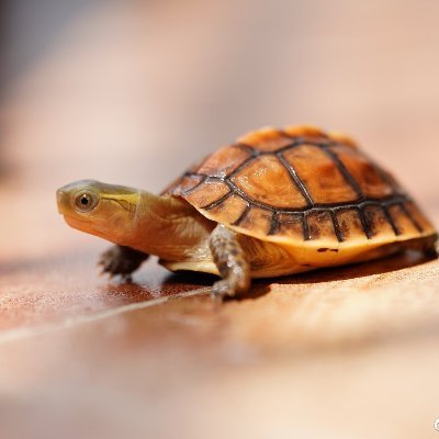 Profile Picture of Yang Tai (@28PKC0DQNRT6jue) on Twitter