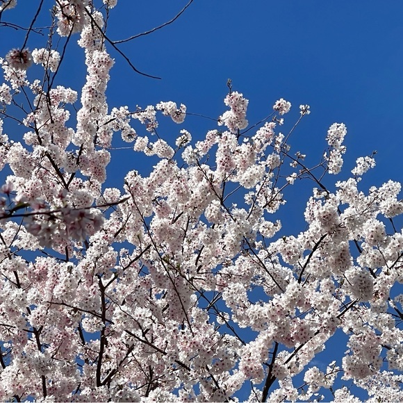 Profile Picture of Wael Qahoush (@waelqahoush) on Poshmark