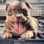 Steven Bellis - Instagram Profile Picture of Steven Bellis (@steven4_20_247) on Instagram