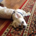 Profile Picture of Alisha.Irving😜🌃 (@alisha.irving) on Instagram