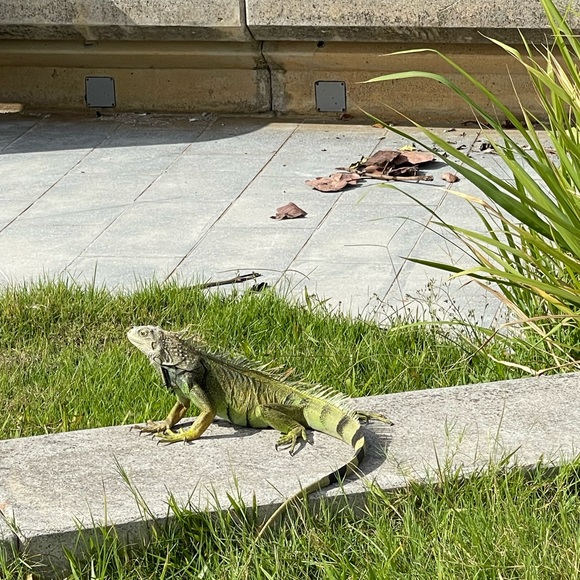 Profile Picture of Miss Coco (@imisscoco) on Poshmark