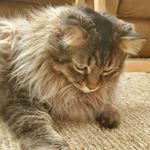 Profile Picture of Dan the cat (@dan_aykroyd_the_cat) on Instagram