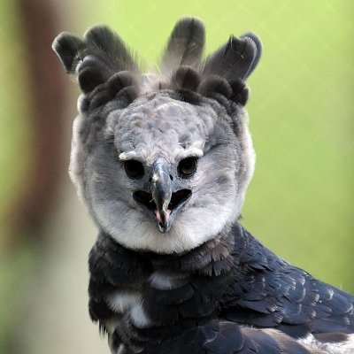 Profile Picture of Randall Fowler (@loggerhed) on Twitter