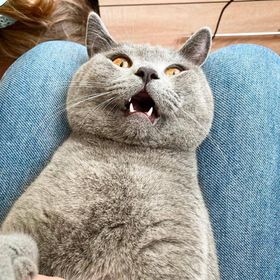 Profile Picture of Ung (@lisavicheva) on Pinterest