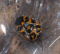 Profile Picture of Murgantia (bug)on Wikipedia