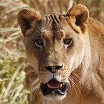 Profile Picture of Matt Zeiner (@AZ_Photo_Guy) on Flickr