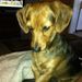 Profile Picture of Patti Bennett Nelson (@plb1129) on Pinterest
