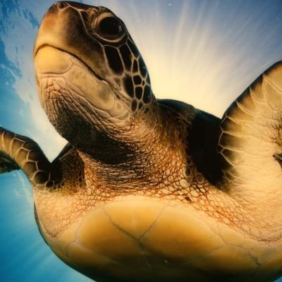 Profile Picture of Turtle (@BethElinett) on Twitter