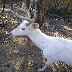 Profile Picture of Dwight Harrison (@dwightha) on Instagram