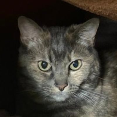 Profile Picture of Carlos Gato  🇪🇸  👑  🇪🇸 (@carlosgatosan) on Twitter