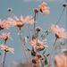 Profile Picture of Julia Miera (@juliamiera65) on Pinterest