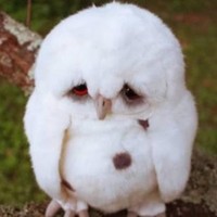 Profile Picture of Joyce Kumpulainen (@joyce-kumpulainen) on Quora