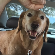 Profile Picture of Steven Cassidy (@cognitivedestruction) on Youtube