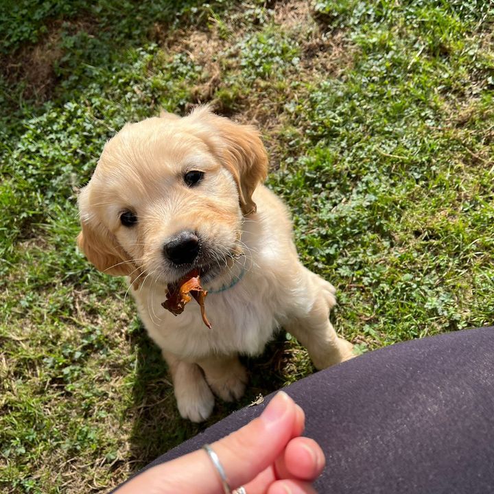 Profile Picture of Sheldon The Retriever (@sheldontheretriever) on Tiktok