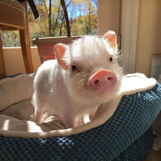 Profile Picture of Amber Sack (@sitteng) on Facebook