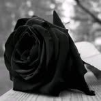 Profile Picture of Kenneth Leddick (@kenneth.leddick.3) on Facebook