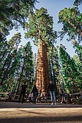 Profile Picture of General Sherman (tree) - Wikipediaon Wikipedia