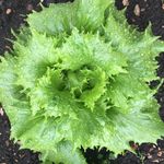 Profile Picture of Carl Wilkinson (@closetotheveg) on Instagram