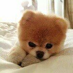 Profile Picture of animal_lover (@tracy_marron) on Instagram