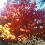 Profile Picture of Christopher Morse (@Half_Thread) on Youtube