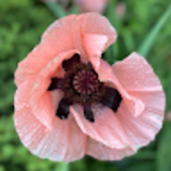 Profile Picture of Gail Sibert (@clover_girl) on Poshmark