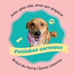 Profile Picture of Patinhas Carentes | Braço do Norte (@patinhas_carentess) on Instagram