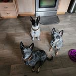 Profile Picture of Tony Manasco (@tonymanasco) on Instagram