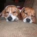 Profile Picture of Kathy Thaler (@2th22th) on Pinterest