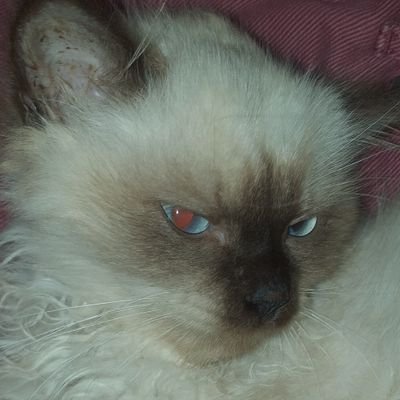 Profile Picture of Ronnie G.Guerrero (@RonnieGGuerrer1) on Twitter