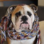 Profile Picture of HAZEL THE ENGLISH BULLY (@hazel_the_english_bulldog) on Instagram