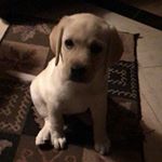 Profile Picture of Toby, Lily, Tucker, and Terry🐶 (@tobylilytuckerterry) on Instagram