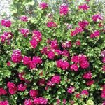 Profile Picture of Raquel Luciano (@raquelluciano18) on Instagram